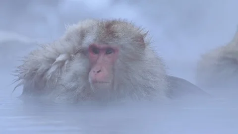 Snow monkey5 Stock Footage 91057509