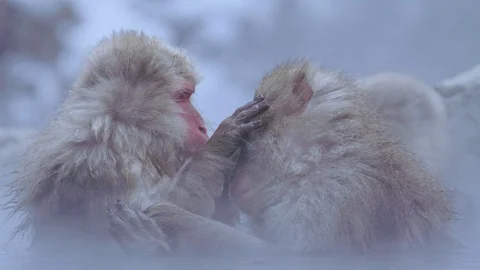 Snow monkeys 11 Stock Footage 91057223