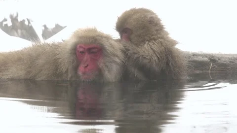 Snow monkeys bathing at Jigokudani Onsen, Nagano Prefecture, Japan Stock Footage