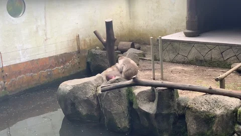 Snow Monkeys cleaning their fur Stockbeeldmateriaal 105307953