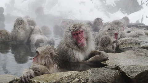 Snow Monkeys enjoy a hot bath on a cold winter day Stock Footage 64524634