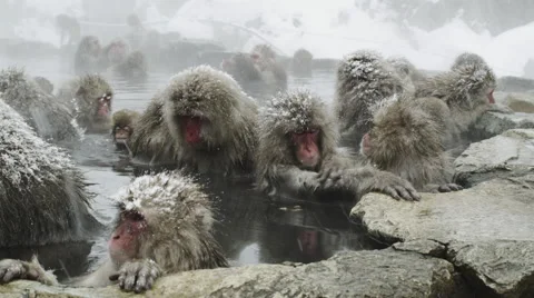 Snow Monkeys enjoy a hot bath on a cold winter day Video stock 64525628