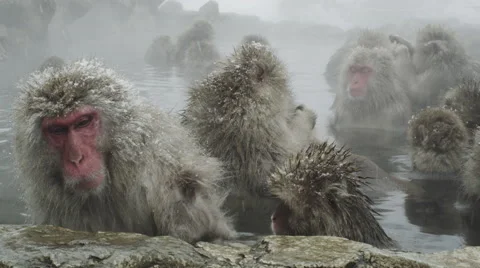 Snow Monkeys enjoy a hot bath on a cold winter day Video stock 64525705