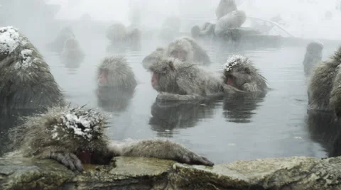 Snow Monkeys enjoy a hot bath on a cold winter day Video stock 64526499