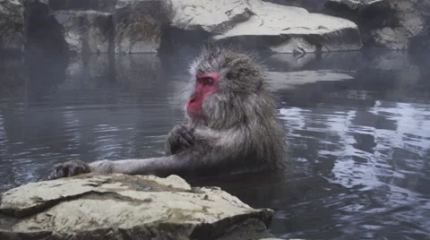 Snow Monkeys enjoy a hot bath on a cold winter day Video stock 64527084