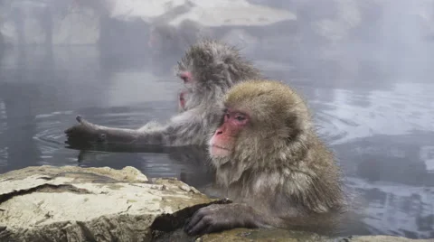 Snow Monkeys enjoy a hot bath on a cold winter day Stock Footage 64527348