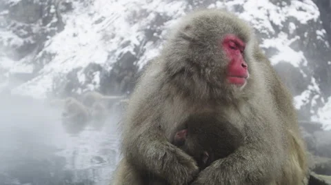Snow Monkeys enjoy a hot bath on a cold winter day Stock Footage 64527863