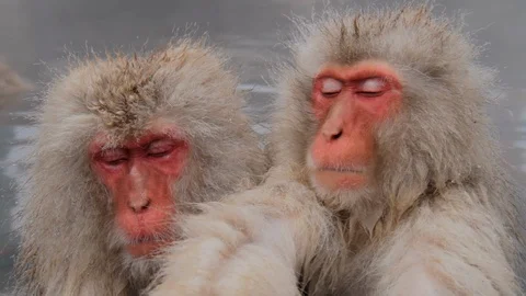 Snow Monkeys fall asleep on hot springs, Jigokudani, Nagano, Japan Stock Footage 101105984