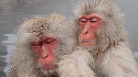 Snow Monkeys fall asleep on hot springs, Jigokudani, Nagano, Japan Stock Footage 101106206