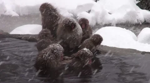 Snow Monkeys 스톡 동영상 21879340