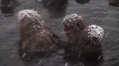Snow Monkeys Stock Footage 21879487