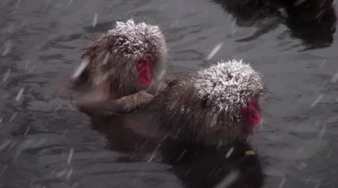 Snow Monkeys Vídeo Stock 21879830