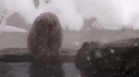 Snow Monkeys 스톡 동영상 21880226