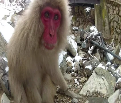 Snow monkeys Video stock 33403528