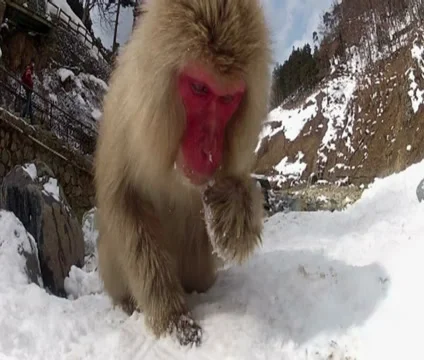 Snow monkeys Stock Footage 33403823