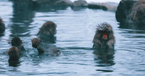 Snow monkeys Stock Footage 129956113