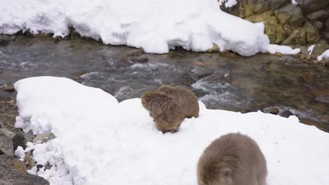 Snow Monkeys gather at River in Winter, Jigokudani, Nagano Stock Footage 171044492