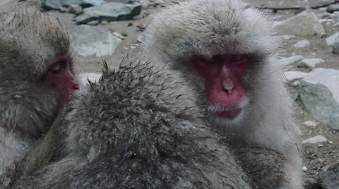 Snow monkeys grooming Stock Footage 49319419