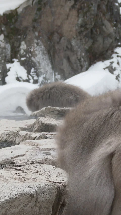 Snow Monkeys Grooming on Rock Ledge Below Snowy Cliff Vertical Video Video stock 345888672