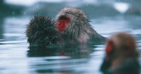 Snow monkeys in a hot spring Stock Footage 130249620