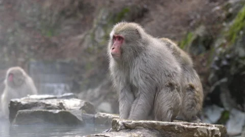Snow Monkeys at Hot Spring in Japan Video stock 58798322