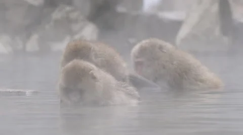 Snow Monkeys in Hot Spring in Japan Stock Footage 58799508