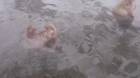 Snow monkeys hotspring.mp4 Video stock 58912687
