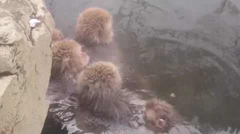 Snow monkeys huddled in Onsen.mp4 Video stock 58912666
