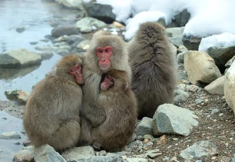 Snow monkeys. The Japanese macaque ( Scientific name: Macaca fuscata), also k Stock Photos