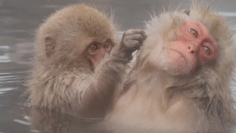 Snow Monkeys, Japanese Macaques In Hot Springs, Jigokudani, Nagano, Japan Video stock 101107853
