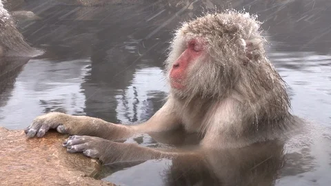 Snow Monkeys, Japanese Macaques In Hot Springs, Jigokudani, Nagano, Japan Stock Footage 101152853