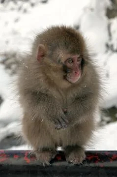 Snow monkeys, macaque bathing in hot spring, Nagano prefecture, Japan Stock Photos