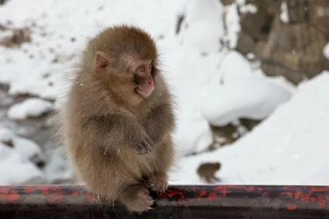 Snow monkeys, macaque bathing in hot spring, Nagano prefecture, Japan Stock Photos