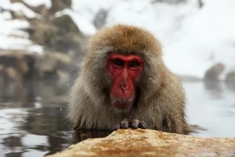 Snow monkeys, macaque bathing in hot spring, Nagano prefecture, Japan Stock Photos