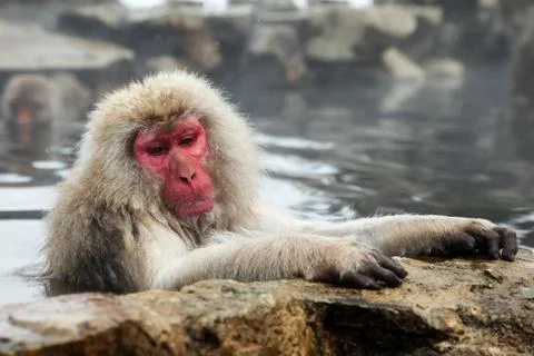 Snow monkeys, macaque bathing in hot spring, Nagano prefecture, Japan Foto stock