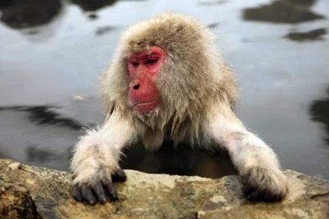 Snow monkeys, macaque bathing in hot spring, Nagano prefecture, Japan Stock Photos