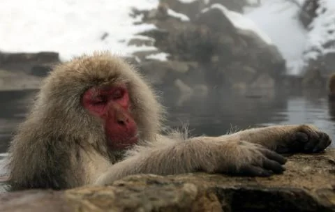 Snow monkeys, macaque bathing in hot spring, Nagano prefecture, Japan Stock Photos
