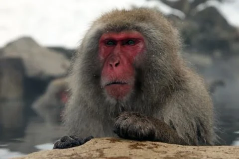 Snow monkeys, macaque bathing in hot spring, Nagano prefecture, Japan Stock Photos