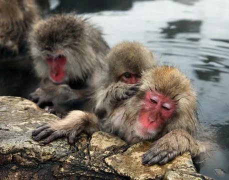 Snow monkeys, macaque bathing in hot spring, Nagano prefecture, Japan Stock Photos