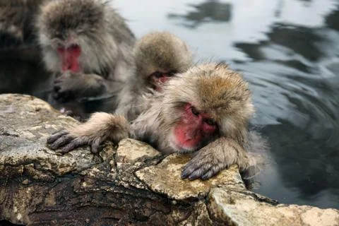 Snow monkeys, macaque bathing in hot spring, Nagano prefecture, Japan Foto stock
