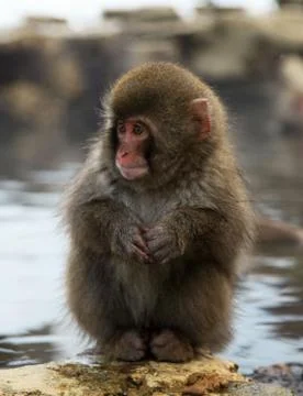 Snow monkeys, macaque bathing in hot spring, Nagano prefecture, Japan Stock Photos