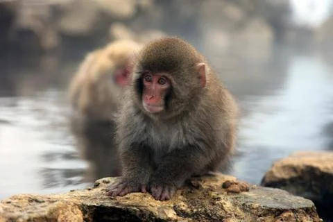 Snow monkeys, macaque bathing in hot spring, Nagano prefecture, Japan Stock Photos