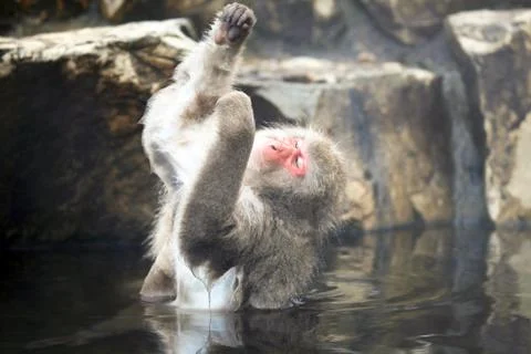 Snow monkeys, macaque bathing in hot spring, Nagano prefecture, Japan Stock Photos
