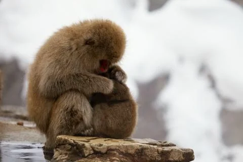 Snow monkeys, macaque bathing in hot spring, Nagano prefecture, Japan Stock Photos