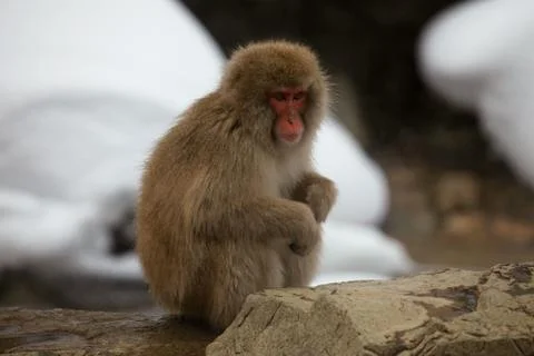 Snow monkeys, macaque bathing in hot spring, Nagano prefecture, Japan Stock Photos