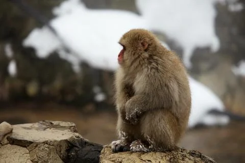 Snow monkeys, macaque bathing in hot spring, Nagano prefecture, Japan Foto stock