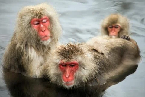 Snow monkeys, macaque bathing in hot spring, Nagano prefecture, Japan Stock Photos
