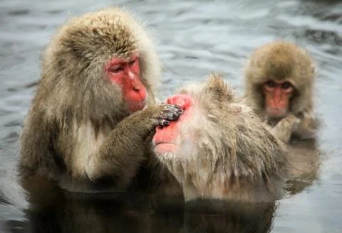 Snow monkeys, macaque bathing in hot spring, Nagano prefecture, Japan Foto stock