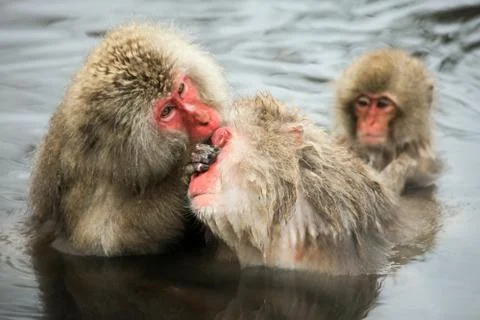 Snow monkeys, macaque bathing in hot spring, Nagano prefecture, Japan Foto stock