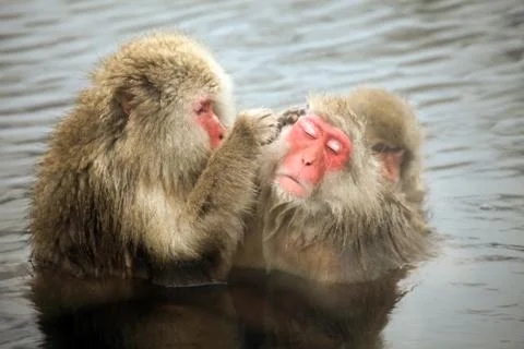 Snow monkeys, macaque bathing in hot spring, Nagano prefecture, Japan Stock Photos
